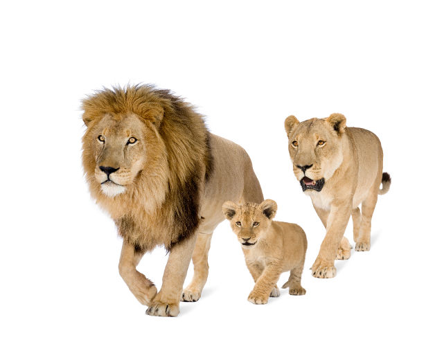 Le roi de la jungle
