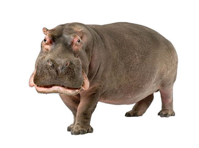 Les 10 animaux les plus dangereux pour l’homme