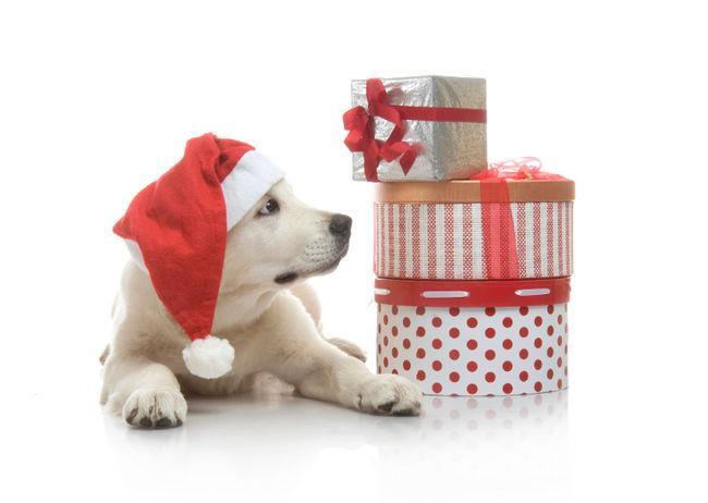 Un cadeau gourmand pour votre ami à quatre pattes
