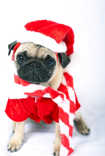 Offrir un animal comme cadeau de Noël… pas toujours une bonne idée