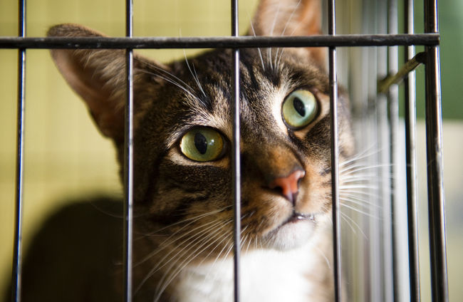 Les refuges pour animaux débordent