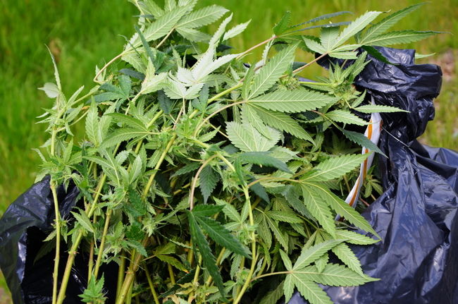 Perquisition majeure de cannabis