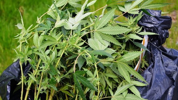 Perquisition de cannabis dans une résidence de Chertsey