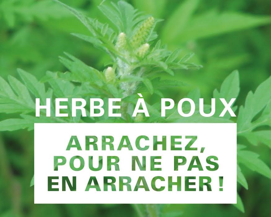 Herbe à poux : l’arracher, pour éviter d’en arracher!
