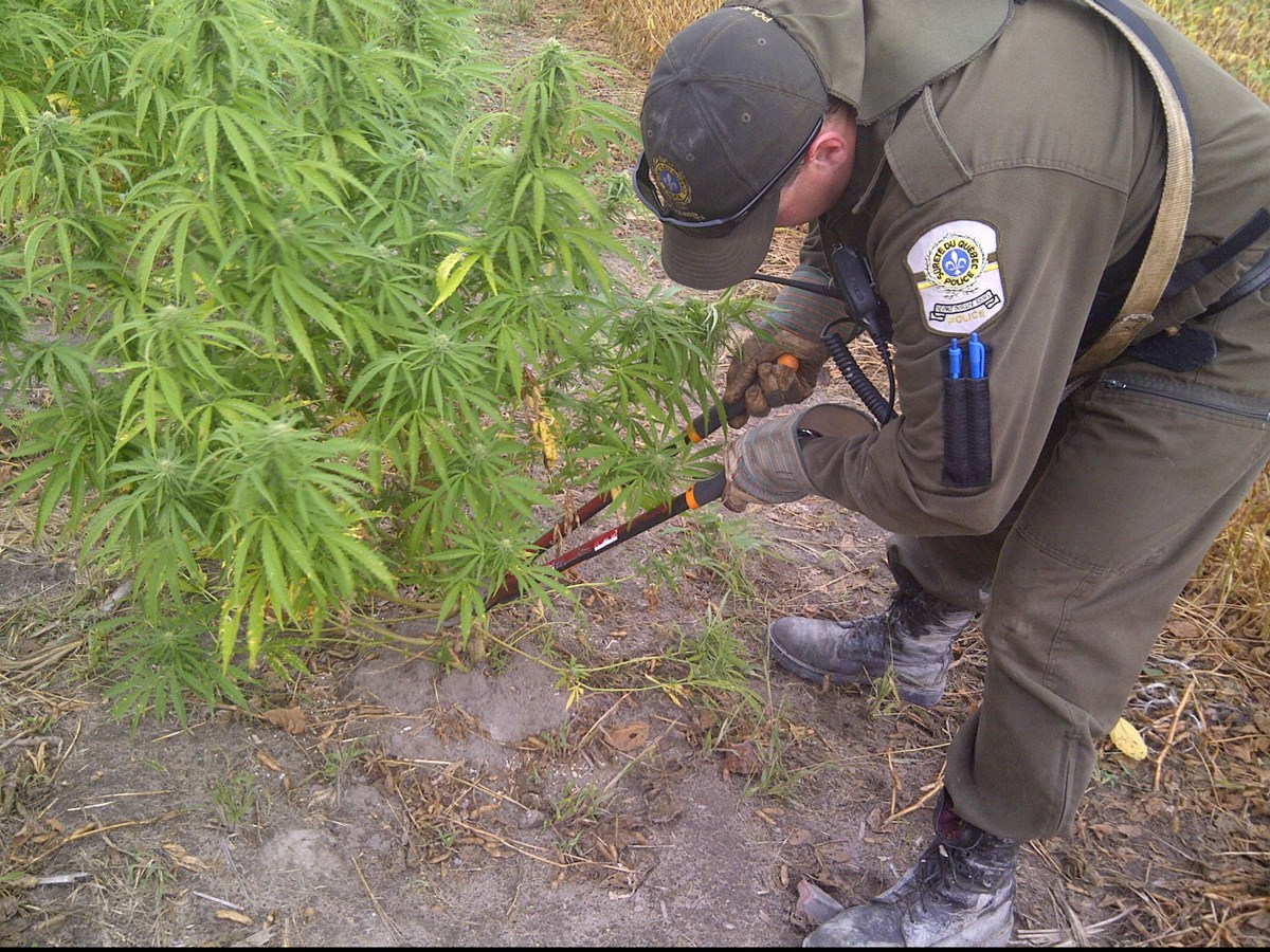 Opération Cisaille : La SQ saisi plus de 4400 plants de cannabis