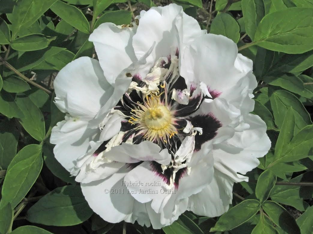 Conférence horticole sur les pivoines 