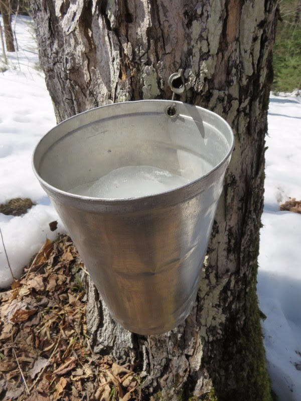 L’érable : force sucrée de la nature 