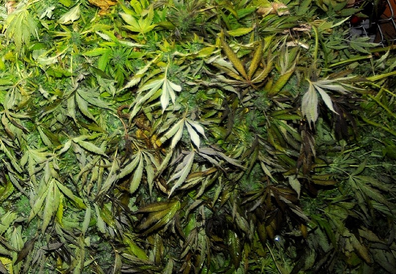 Production de cannabis: arrestation d’un homme de Saint-Barthélemy