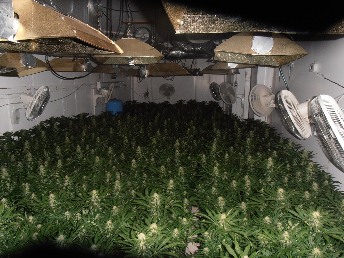 Production de cannabis: Arrestation d’un homme à Mandeville