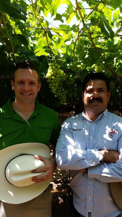 Agro-100 propulse la production de raisins de tables de grand producteurs du Mexique