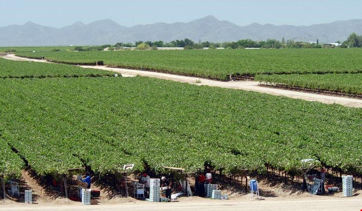 Agro-100 propulse la production de raisins de tables de grand producteurs du Mexique