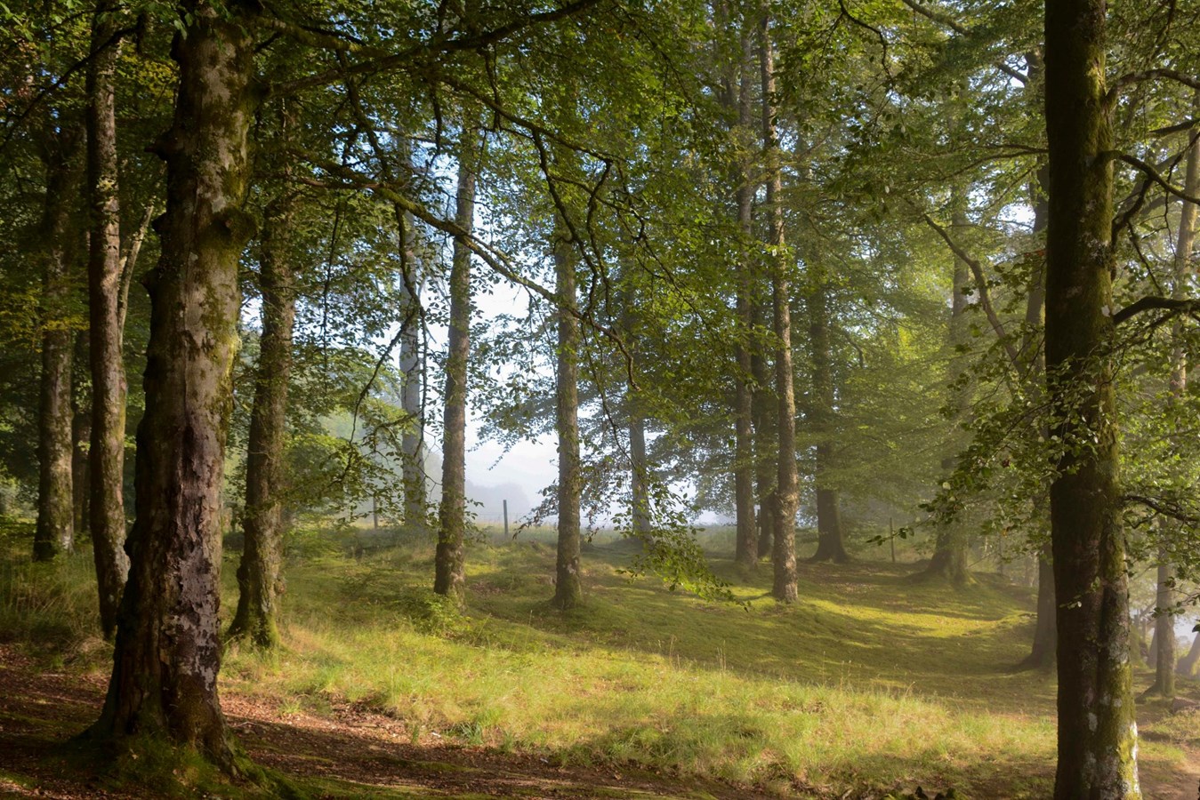 L'exposition temporaire Forêt à la Maison Louis-Cyr prolongée jusqu'au 12 juin