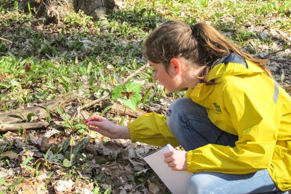Des élèves s’impliquent dans la sauvegarde de l’ail des bois