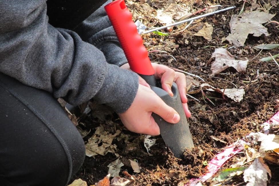 Des élèves s’impliquent dans la sauvegarde de l’ail des bois