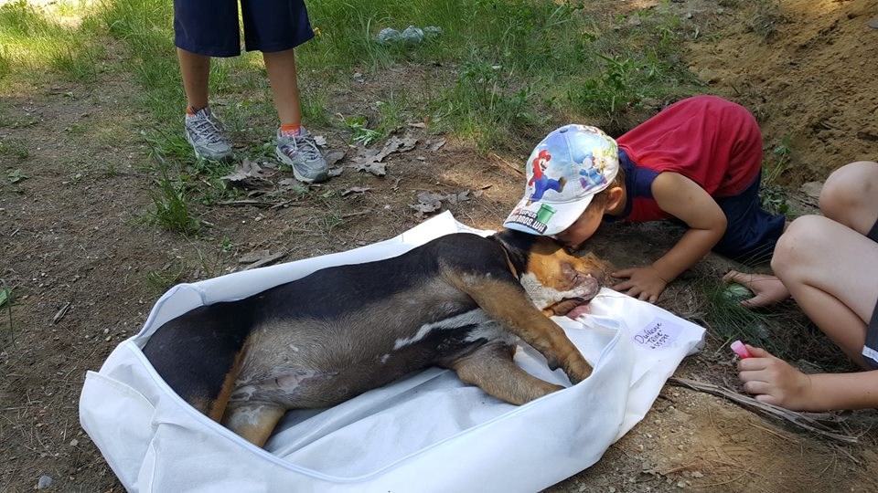 Des pitbulls auraient été empoisonnés