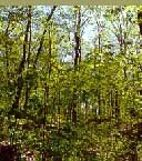 La ministre Lise Thériault annonce l’attribution d’une somme additionnelle de 107 398 $ pour les producteurs de la forêt privée de Lanaudière