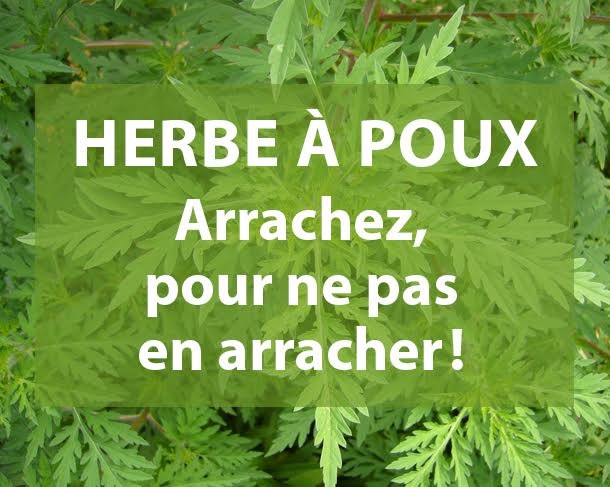 Herbe à poux : l'arracher, pour éviter d'en arracher