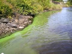 La population de Lanaudière invitée à agir pour contrer la prolifération des algues bleu-vert