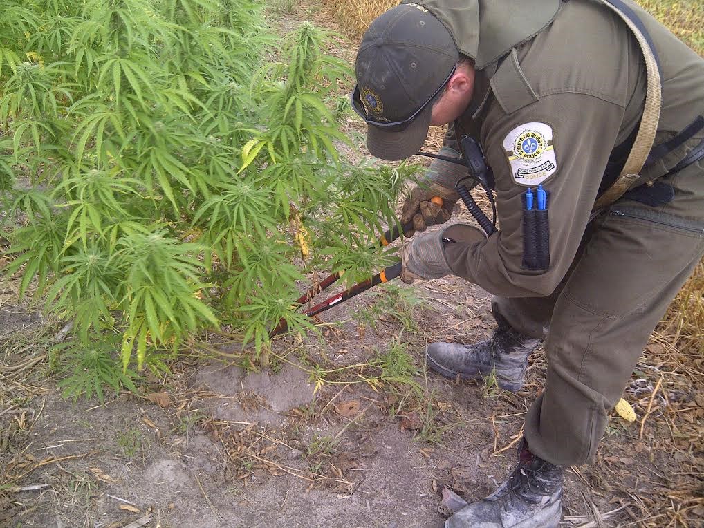 Plus de 1800 plants de cannabis saisis dans les Laurentides et Lanaudière