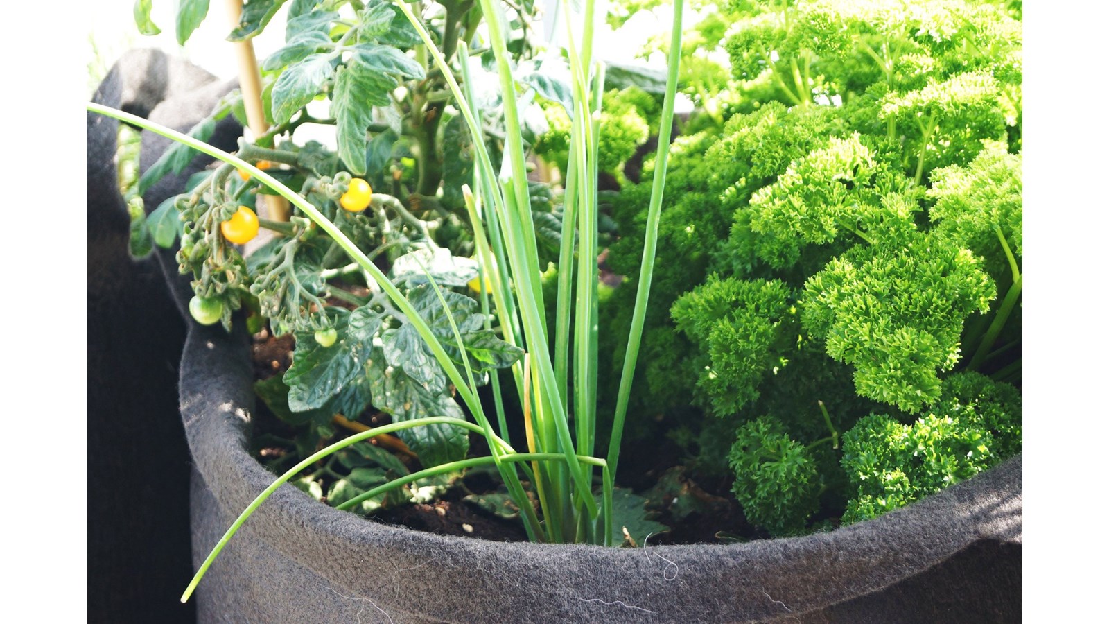 Initiation au jardinage biologique en Smart Pot dédié aux enfants