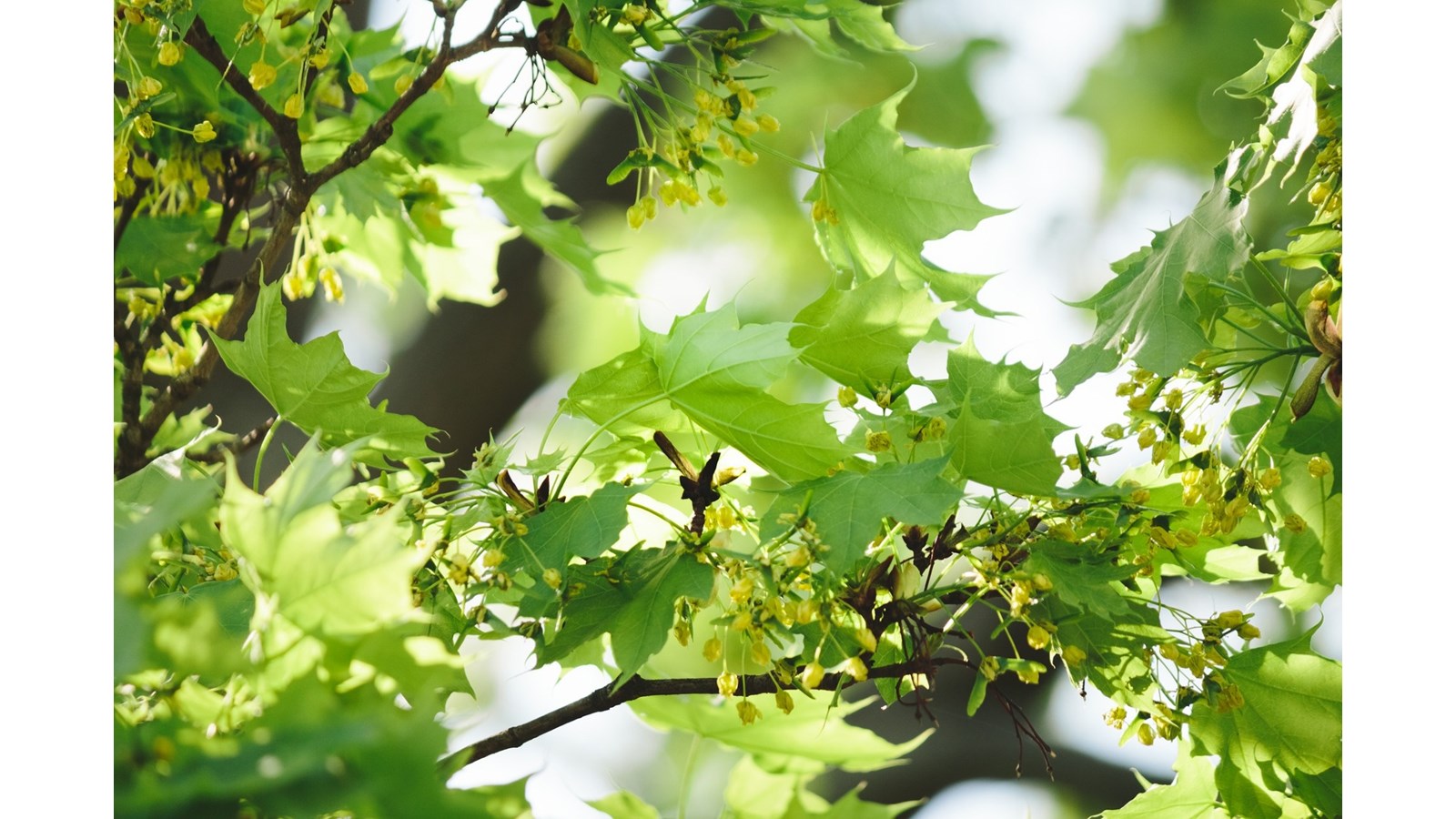 Célébrer le printemps et planter un arbre 