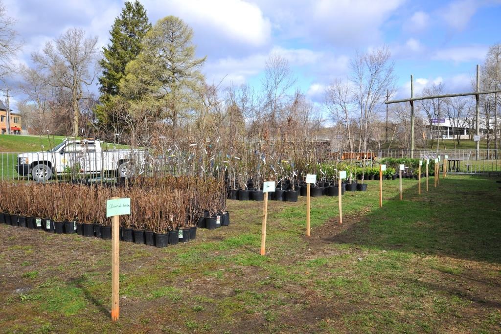 Joliette organise une Journée virtuelle de l'arbre en juin