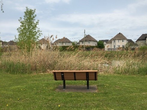 Éradication du roseau commun et revégétalisation au parc du Ruisseau de Mascouche
