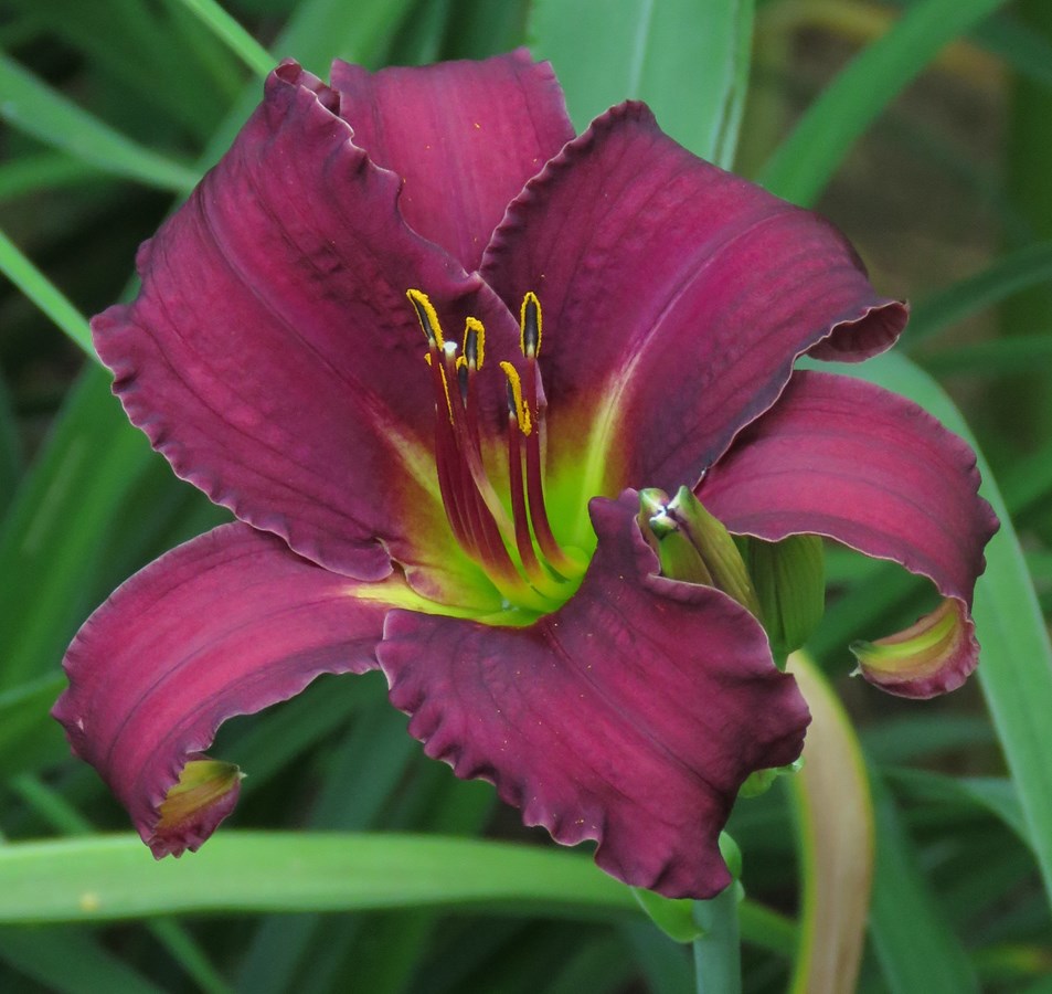 À Lavaltrie, une nouvelle fleur au nom de Rosalie-Cadron