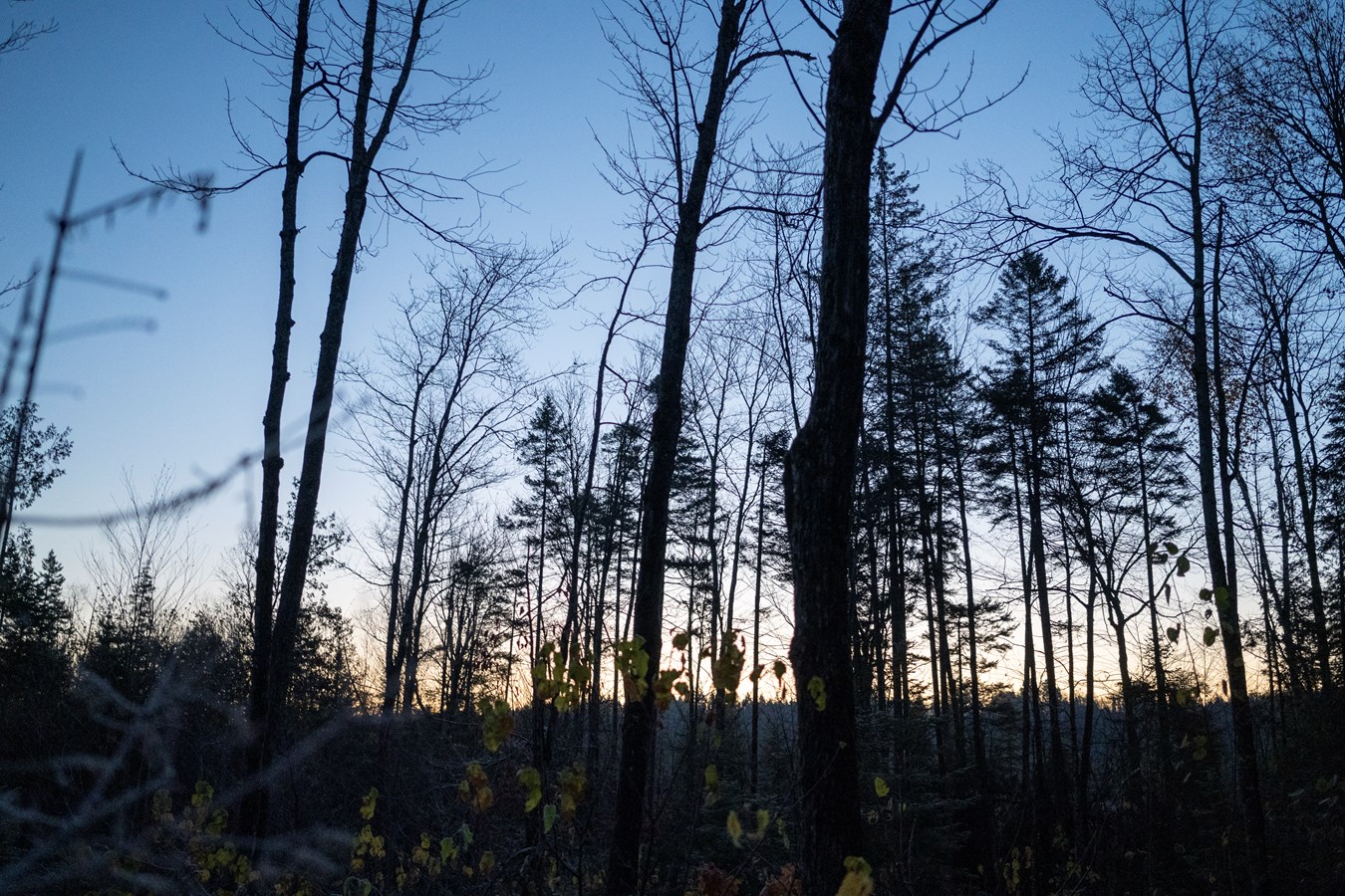L'UMQ reçoit positivement le plan de travail visant a améliorer le secteur forestier