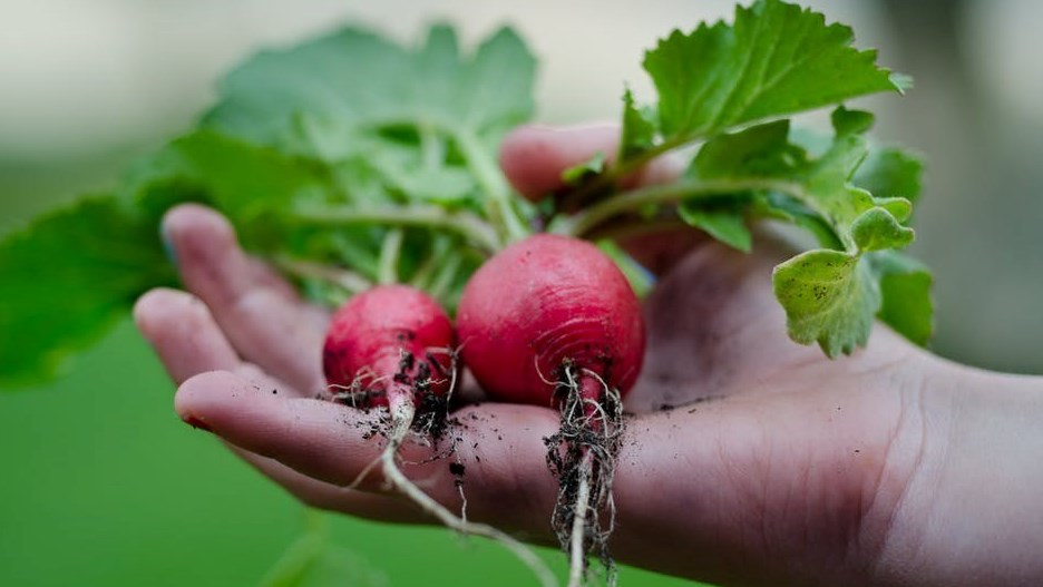 AGRICLIMAT dévoile le réseau des fermes-pilotes engagées dans la lutte contre les changements climatiques 