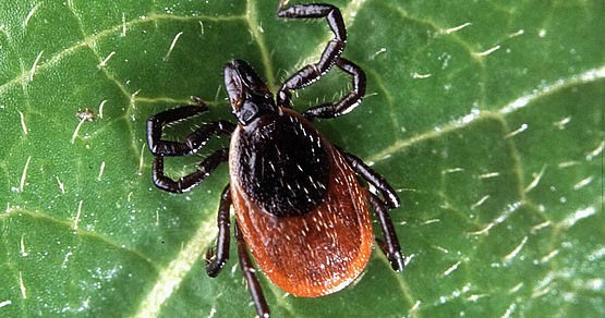 Maladie de Lyme : De nouvelles zones à risque dans Lanaudière
