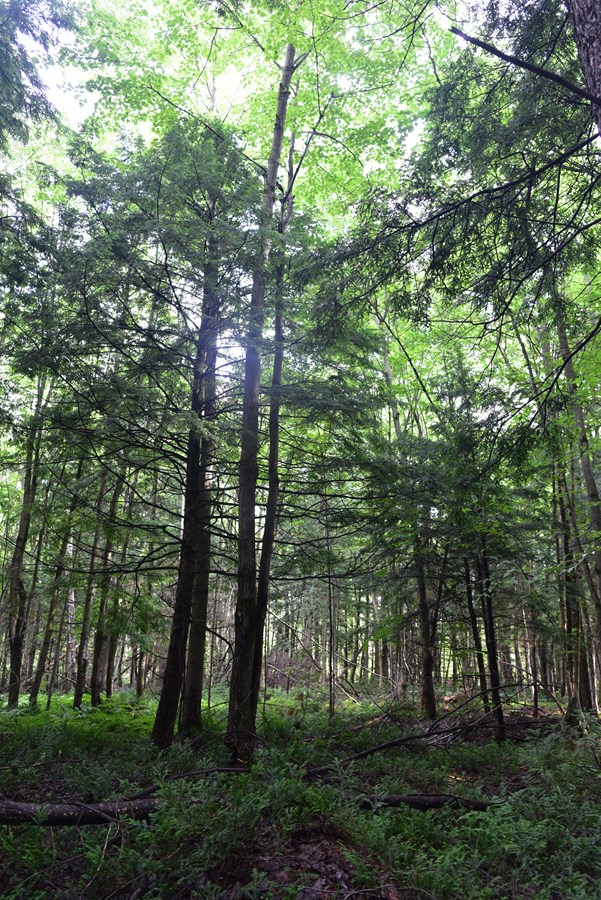 Une propriété de 5,9 hectares protégée à perpétuité à Saint-Paul