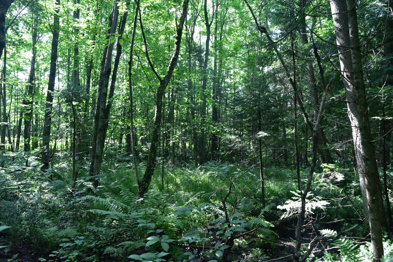 Une propriété de 5,9 hectares protégée à perpétuité à Saint-Paul