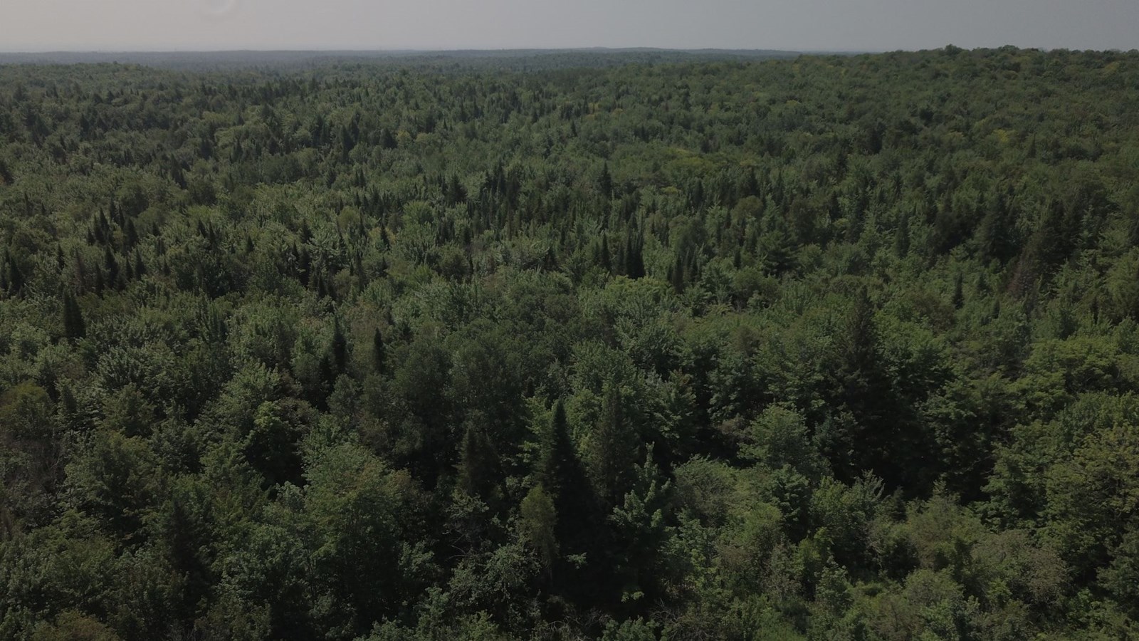 La Forêt Lacelle protégée à perpétuité à Saint-Gabriel-de-Brandon
