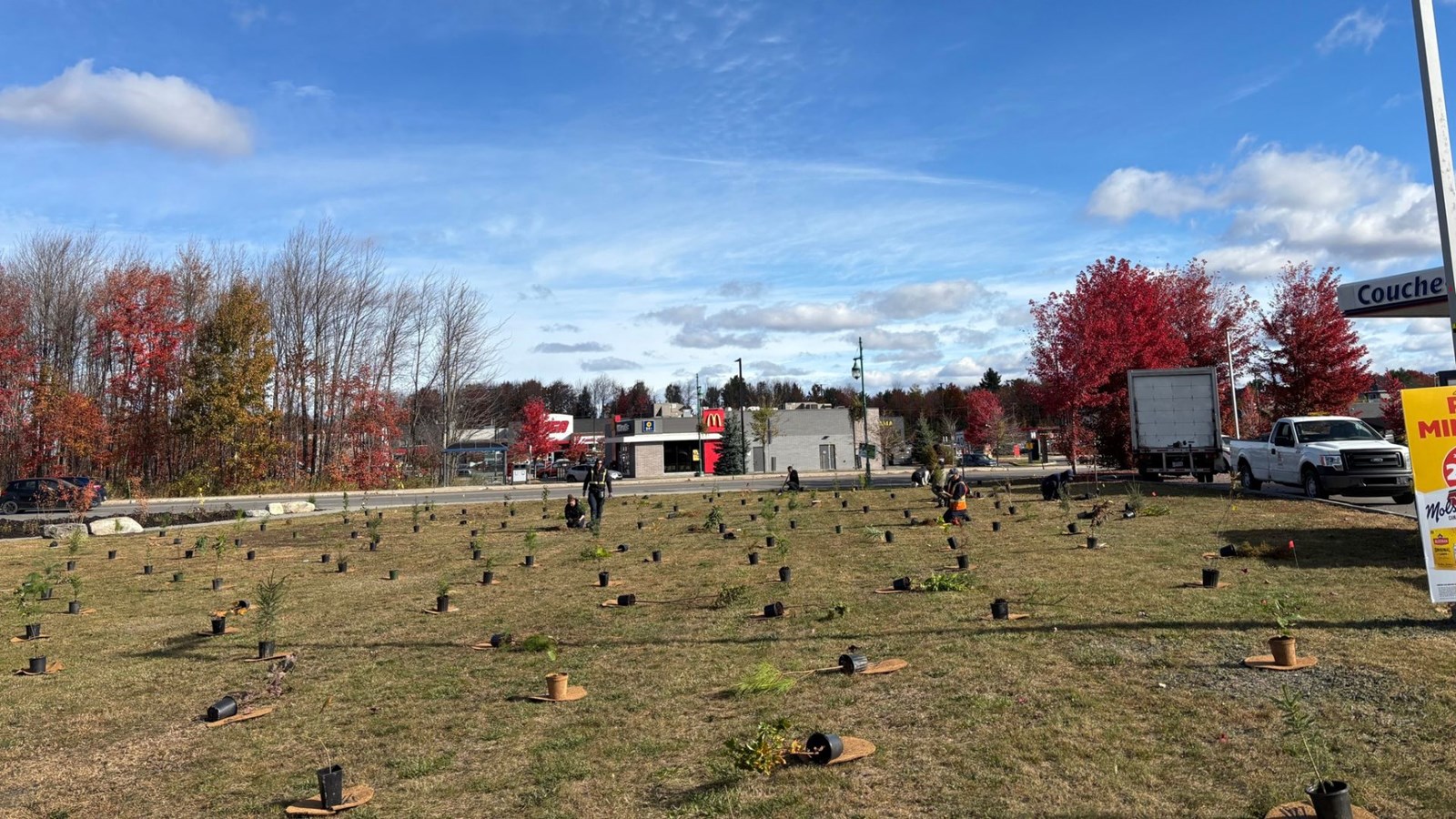Une plantation vitrine pour Saint-Lin-Laurentides