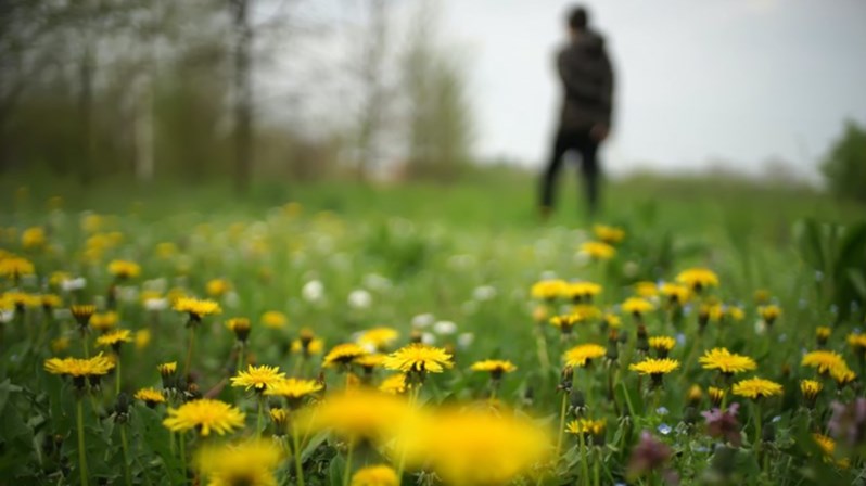 Défi Pissenlits: au printemps, on retarde la tonte