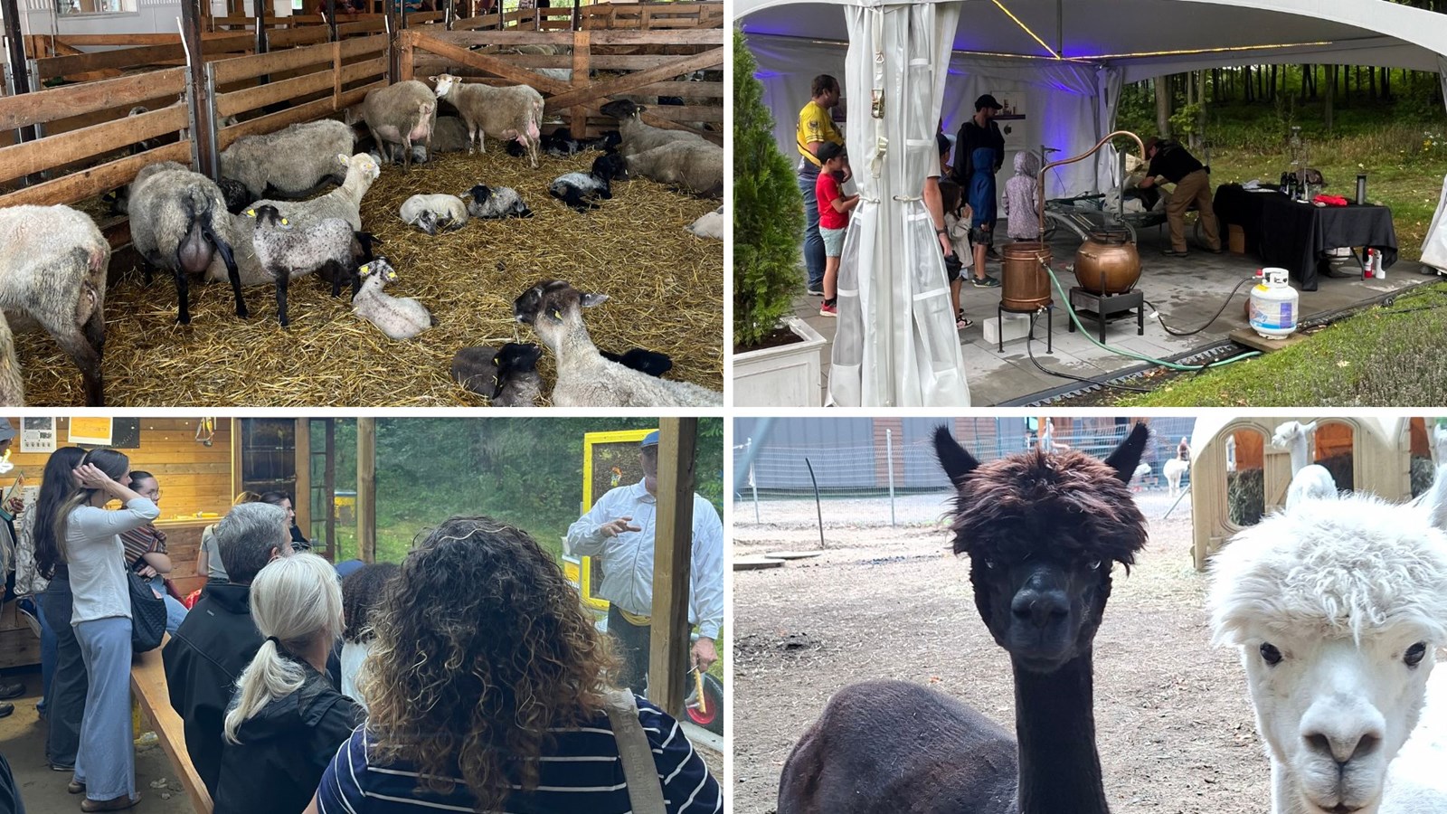 Journée Portes ouvertes sur les fermes de Lanaudière: plus de 10 400 visiteurs