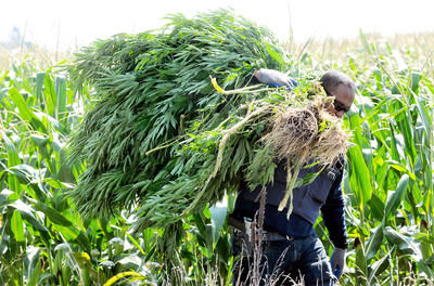 Opération cisaille: 10 600 plants saisis