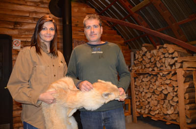 Traquer le renard en amoureux