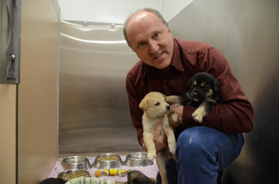 Sept chiots abandonnés à la porte de la Société protectrice des animaux de la Mauricie