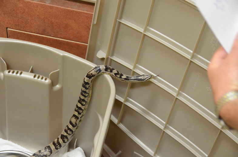 Un locataire inusité à la SPA