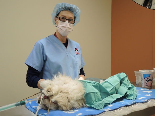SPA  Mauricie: Un record d’adoptions en 2012