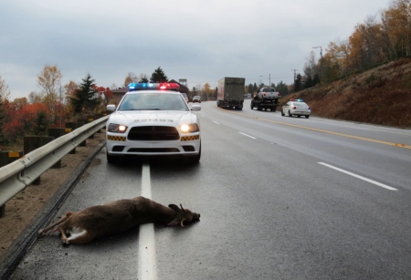 Prudence: beaucoup de chevreuils sur les routes en Mauricie et au Centre-du-Québec