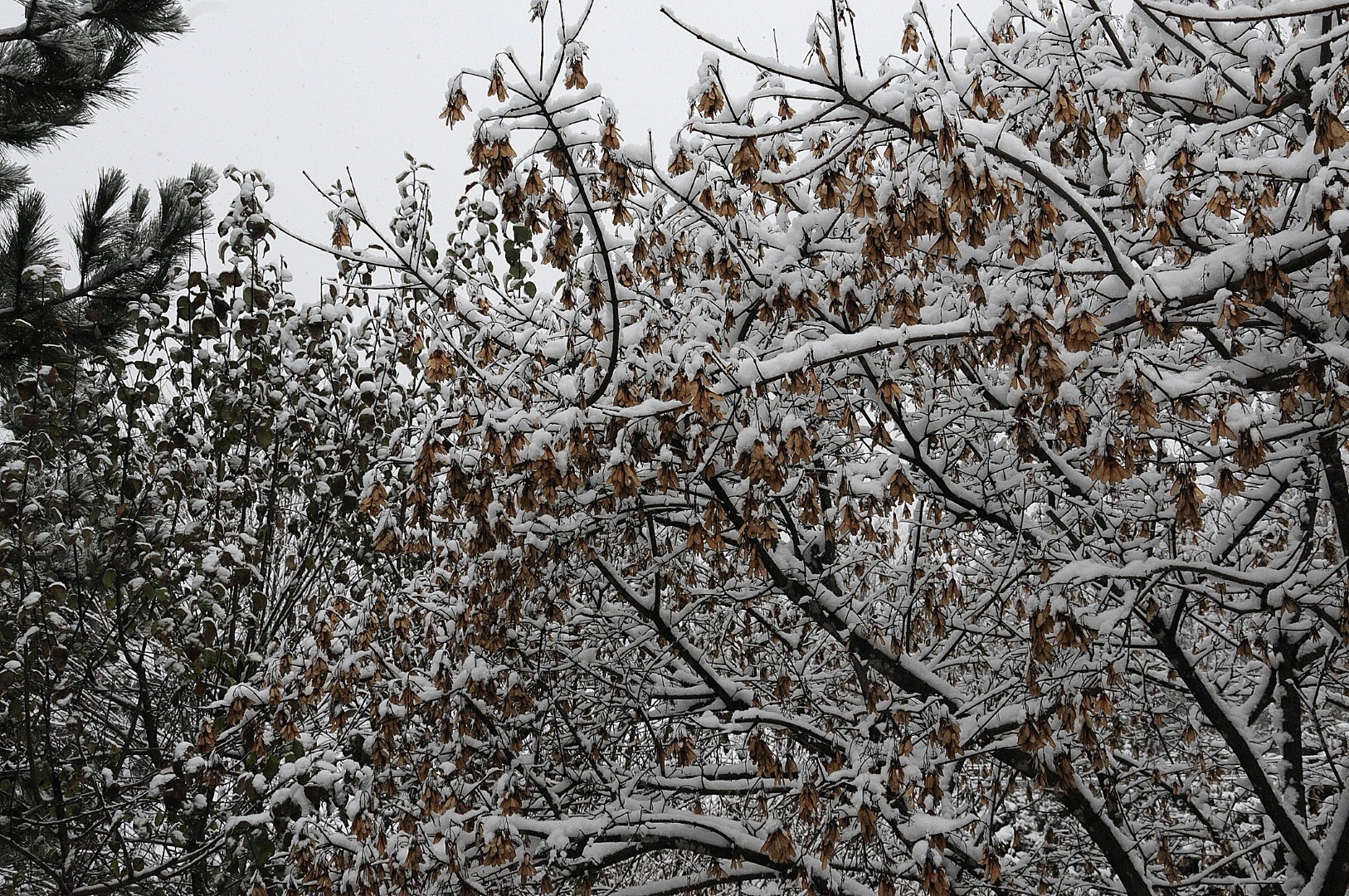 Des premiers flocons aux chutes de neige !