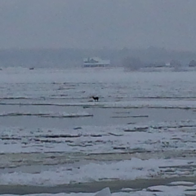 Un cerf de Virginie au milieu du Saint-Laurent