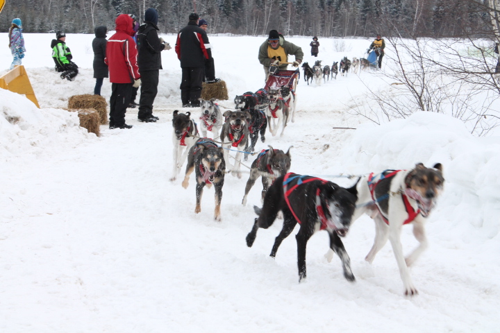 Les meilleures équipes de mushers et leurs chiens en Mauricie