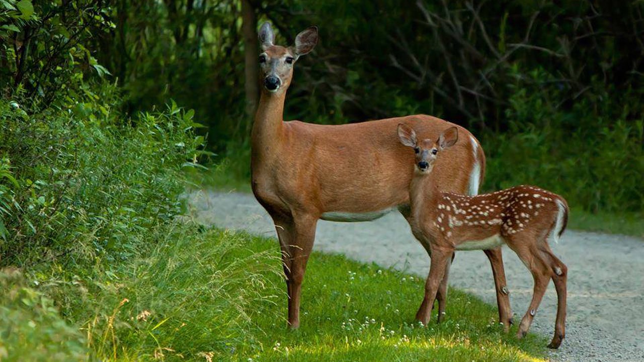 La Coalition pour la sauvegarde du patrimoine naturel québécois réclame un meilleur financement du MFFP
