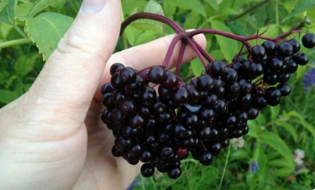 Les fruits Lamy, une entreprise de Yamachiche, prend le pari d’un mode de mise en marché plutôt inusité