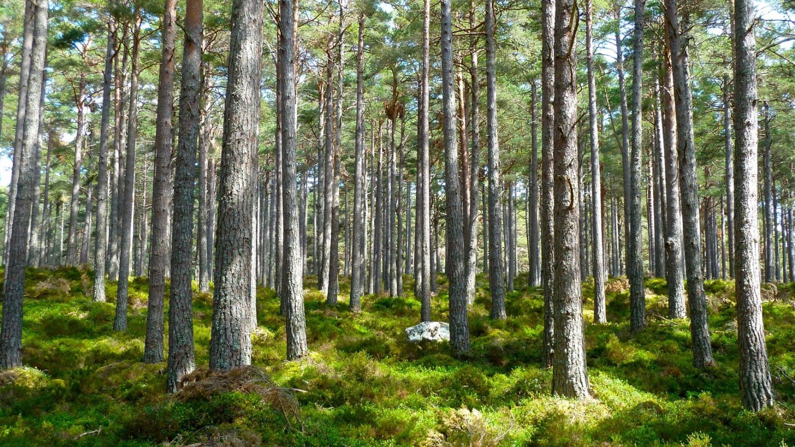 Mai, mois de l’arbre et des forêts