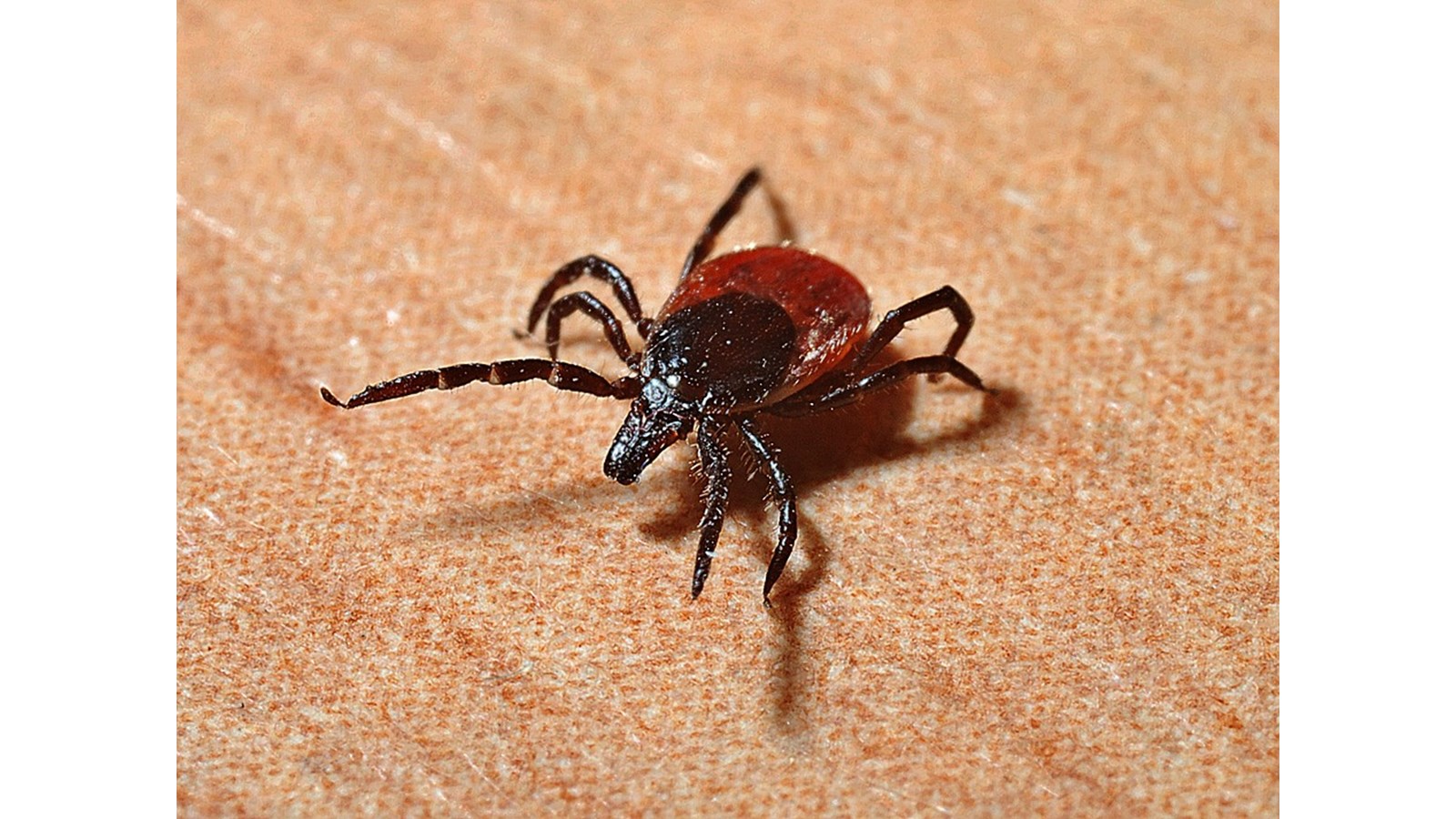 Maladie de Lyme: MRC de Drummond ajoutée pour le traitement préventif